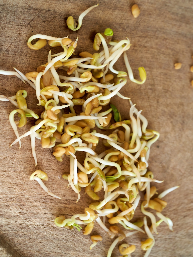 Sprouted fenugreek seeds on a wooden background